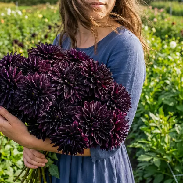 Dalia Summer Night