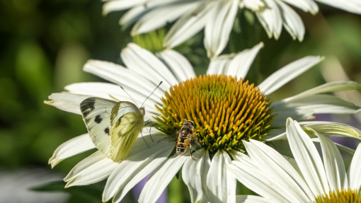 Ratuj pszczoły i motyle dzięki kwitnącym bylinom. Zobacz 14 gatunków, które kochają zapylacze