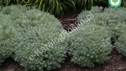 Bylica Schmidta ‘Nana’