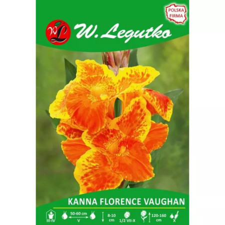 Kanna Florence Vaughan czerwona żółto obrzeżona