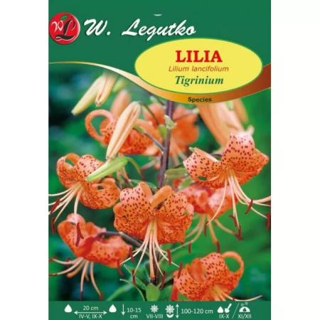 Lilia Tigrinum pomarańczowa, nakrapiana