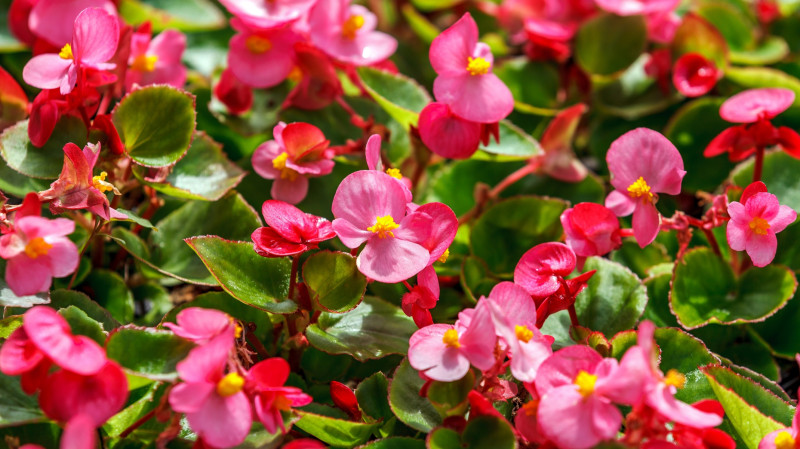 Begonia