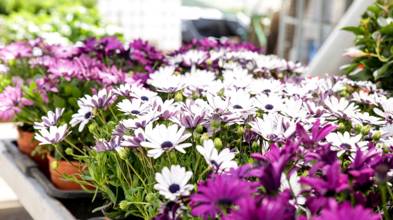 Osteospermum
