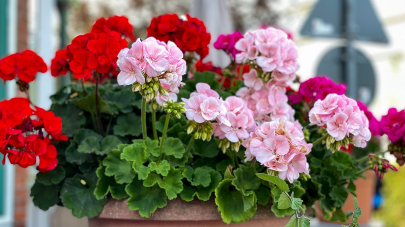 Pelargonia