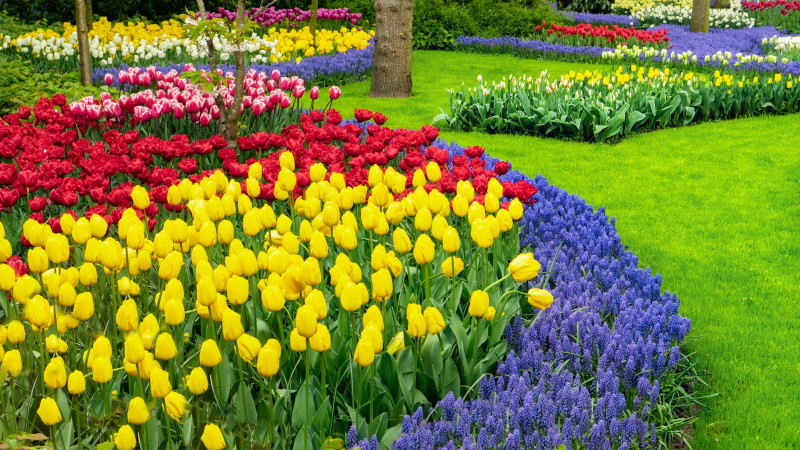 Wiosenny ogród Keukenhof