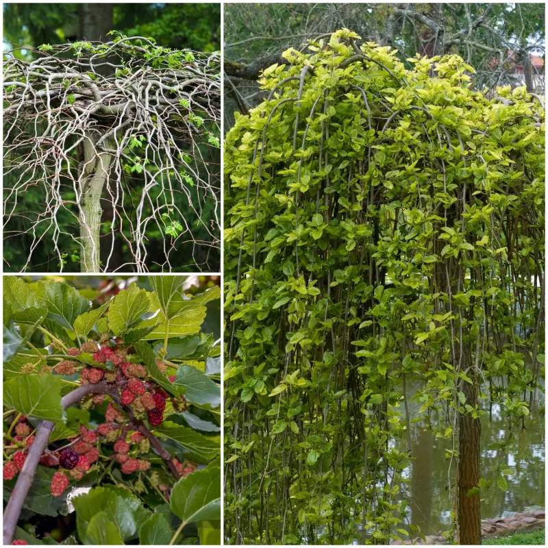 Morwa biała 'Pendula'