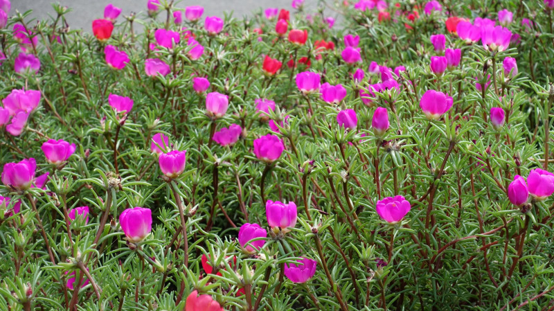 Portulaka - kwiat jednoroczny