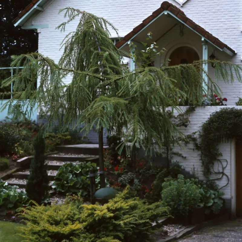 Modrzew europejski 'Pendula'