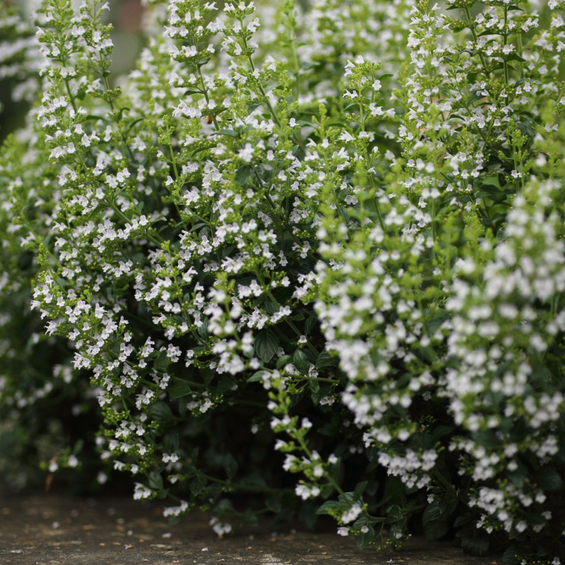 Kalaminta