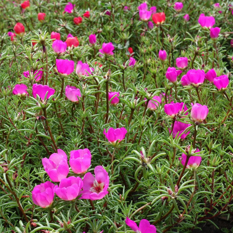 Portulaka
