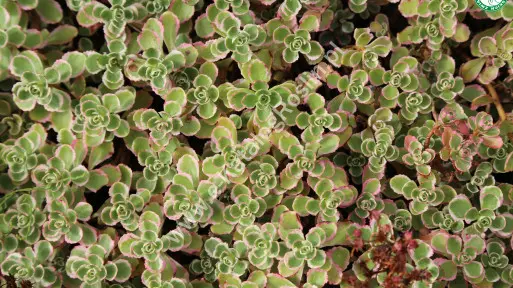 Rozchodnik kaukaski ‘Tricolor’