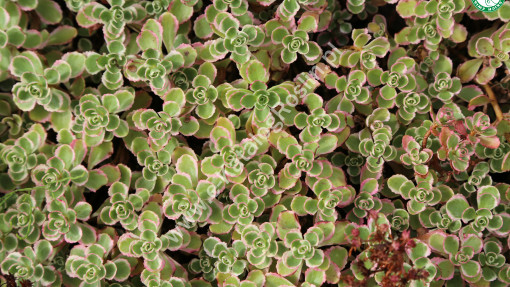 Rozchodnik kaukaski ‘Tricolor’
