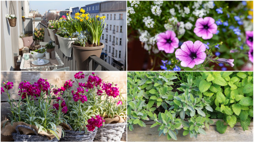 Chcesz mieć pachnący balkon? Te kwiaty wieczorem zamienią go w perfumerię