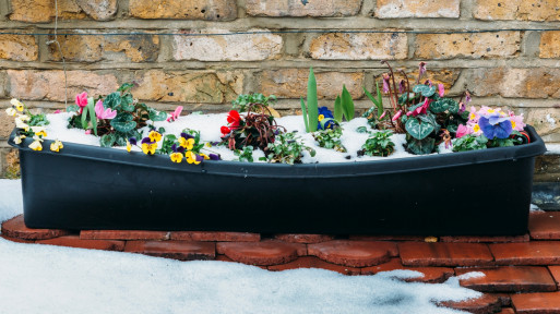 Kiedy wynieść kwiaty na balkon, żeby nie zmarzły? Terminy, których lepiej pilnować