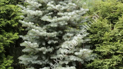Jodła jednobarwna ‘Archer’s Dwarf’