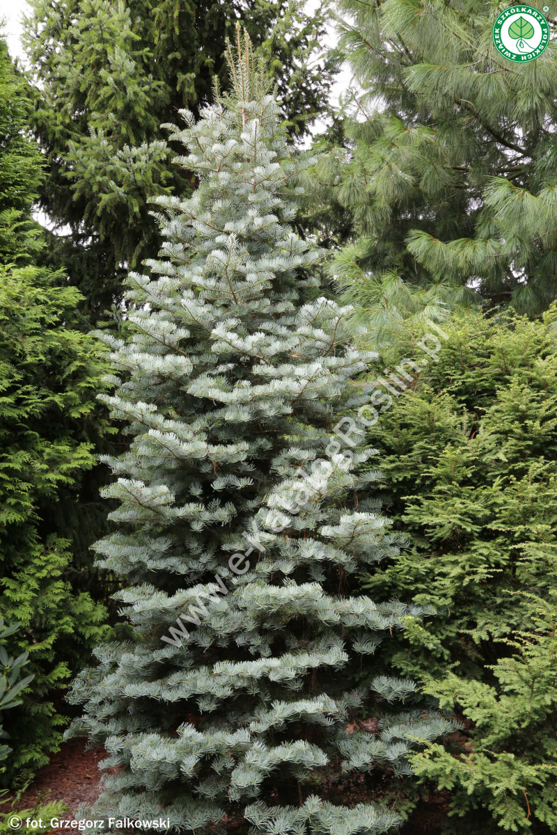 Jodła jednobarwna ‘Archer’s Dwarf’