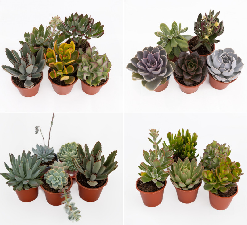 Oferta sukulentów przygotowana przez Plantpol na nadchodzący sezon wiosenny 