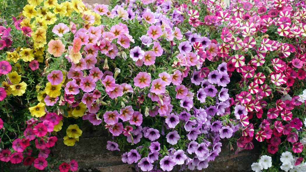 Petunia, surfinia czy supertunia? Podobieństwa i różnice