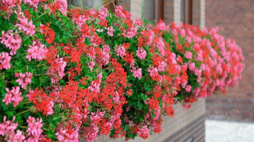 Wady i zalety pelargonii. Czy naprawdę warto kupić je na balkon w 2026 roku?