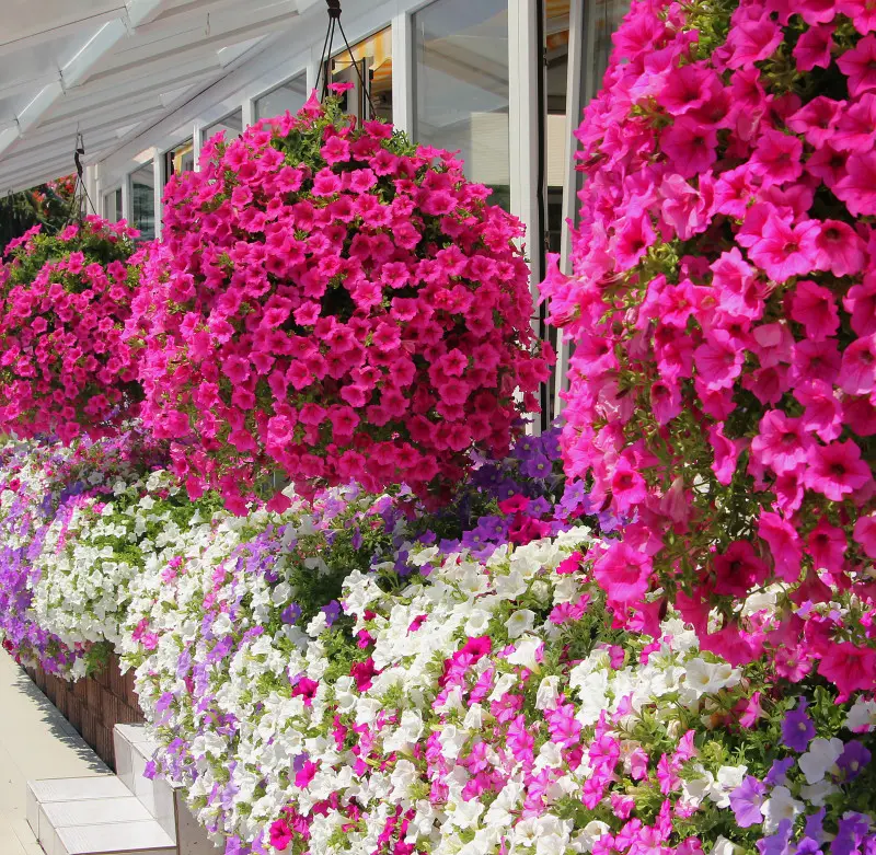 Petunia, surfinia czy supertunia