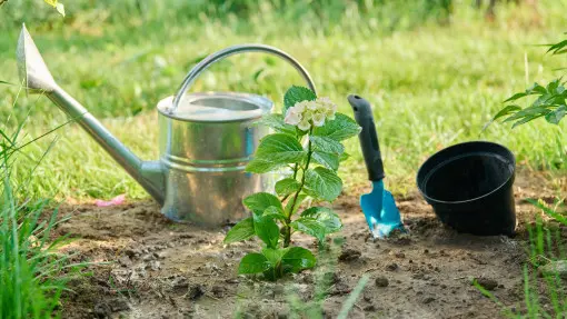 Hortensja po przesadzeniu marnieje? Jeszcze nie wszystko stracone