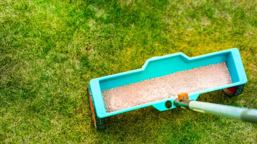 Kiedy rozpocząć nawożenie trawnika w sezonie 2026? Wielu ogrodników robi to za wcześnie