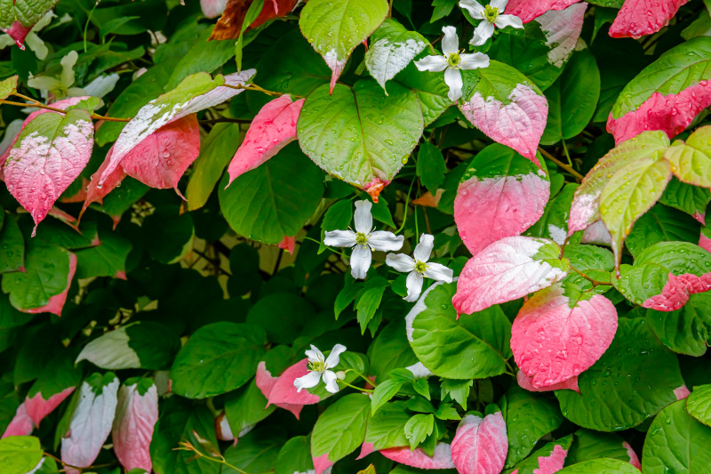 Aktinidia pstrolistna – roślina, która wyróżnia się od pierwszego spojrzenia