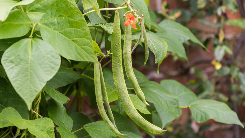 Fasola