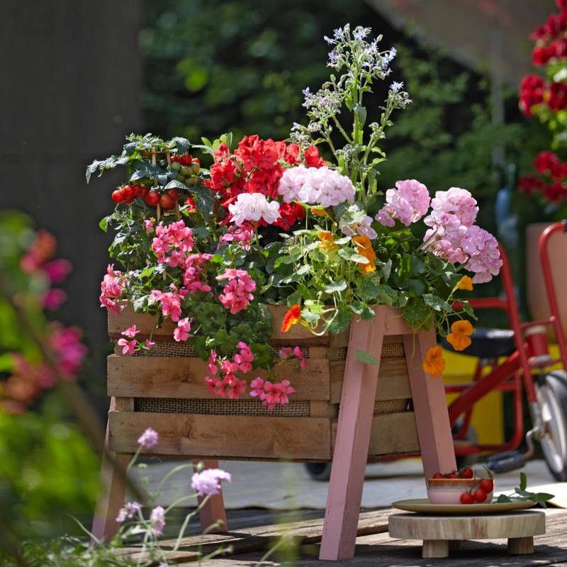 Skrzynia z pelargoniami, pomidorkami i nasturcją
