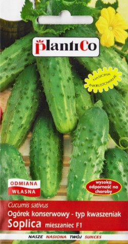 Ogórek SOPLICA F1