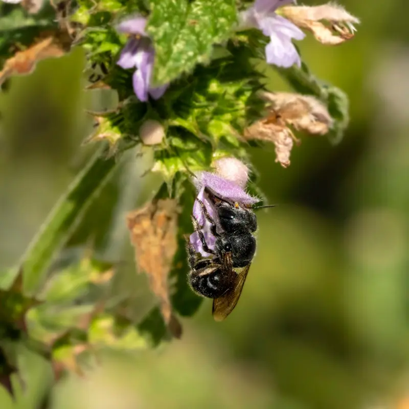 Murarka lucernowa