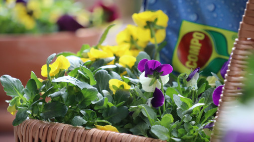 Jak urządzić balkon na wiosnę? Produkty i porady ekspertów COMPO