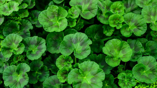 Pelargonie nie kwitną? Możliwe, że popełniasz ten jeden błąd przy nawożeniu