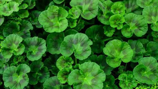 Pelargonie nie kwitną? Możliwe, że popełniasz ten jeden błąd przy nawożeniu
