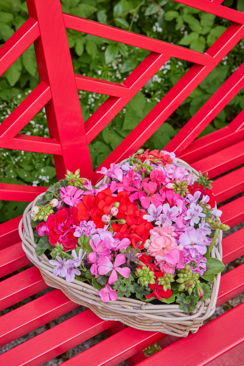 Bukiet z pelargoniami ciętymi i innymi kwiatami