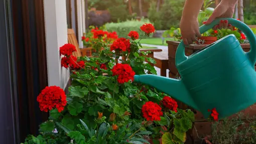 Podlewaj tym pelargonie. Będą kwitnąć w nieskończoność. Nie chodzi o nawóz z bananów