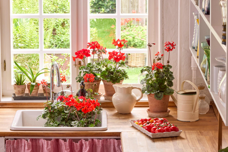 Pelargonie wnoszą też odrobinę wiejskiego klimatu do wnętrza domu