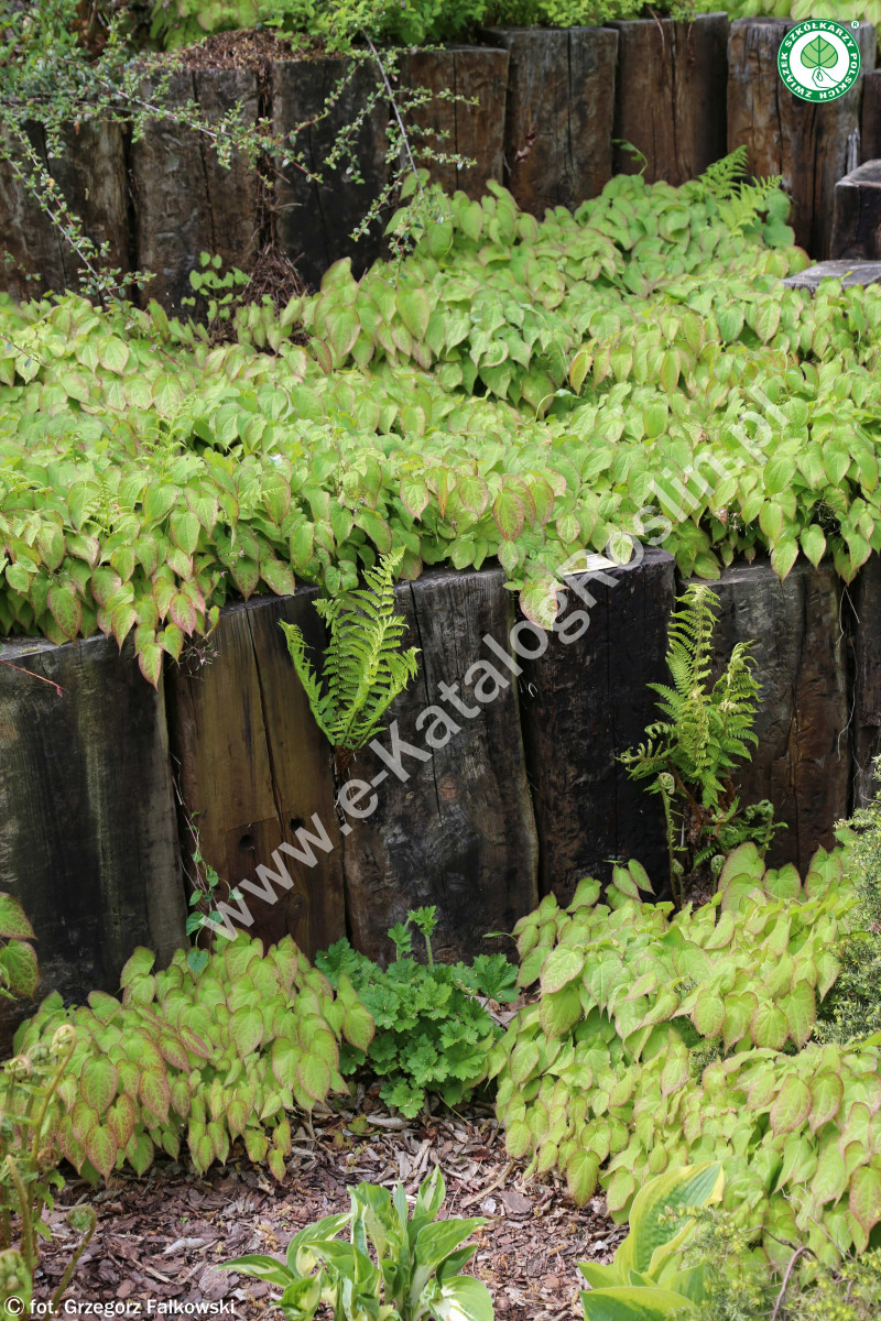 Epimedium czerwone