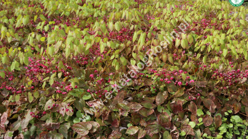 Epimedium czerwone