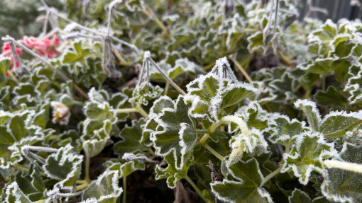 Jaki przymrozek wytrzyma pelargonia? Jedna mroźna noc i możesz stracisz wszystkie rośliny