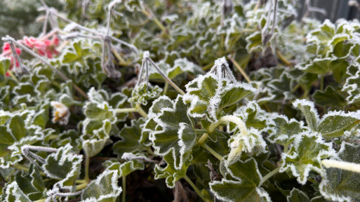 Jaki przymrozek wytrzyma pelargonia? Jedna mroźna noc i możesz stracisz wszystkie rośliny