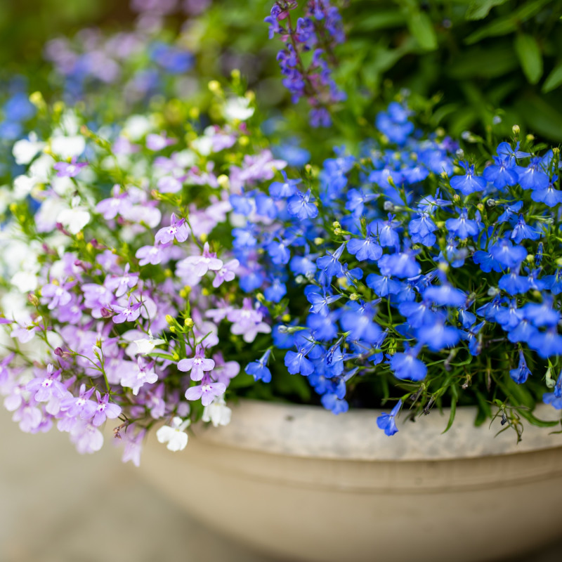 Lobelia