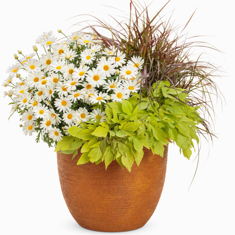 Margerytka