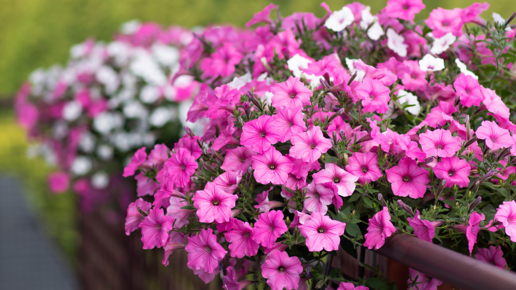 Kwiaty Supertunia Vista - odmiana Silverberry i Bubblegum. Dekoracja na taras i balkon