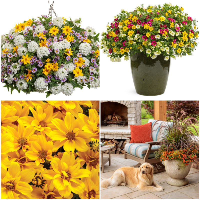 Bidens