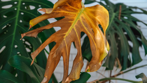 Monstera żółknie po podlaniu? To może być znak, że ma za mokro, a nie za sucho