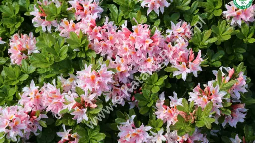 Azalia ‘Irene Koster’