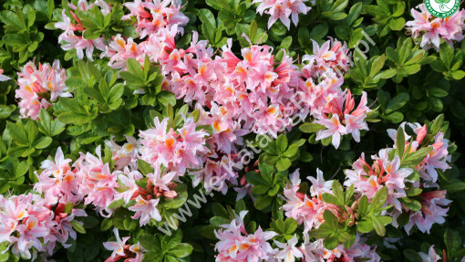 Azalia ‘Irene Koster’