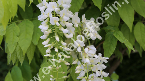Glicynia chińska ‘Alba’