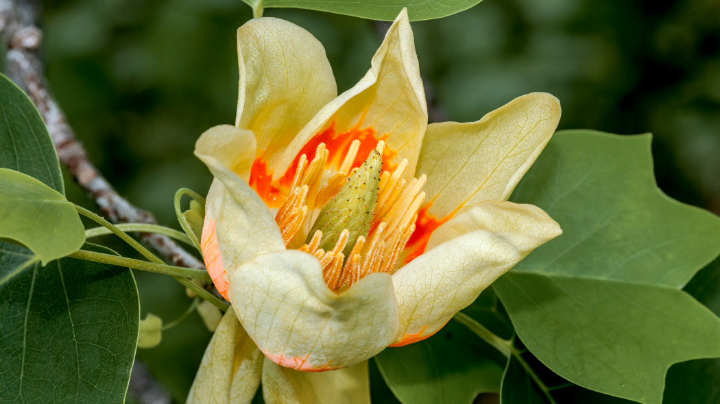 Tulipan na drzewie